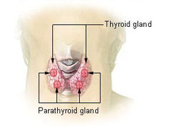 thyroid
